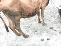 Vaca, Ganado vacuno — foto 3