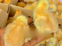 Chickens — 照片 1