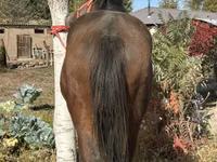 Horse (M), Kyrgyz Horse — photo 4