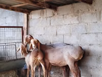 عنزة, الماعز — الصورة 2
