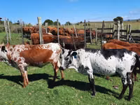 Cow, Nguni cattle — photo 5