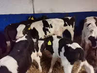 Bulle, Russian Black pied cattle — Foto 5