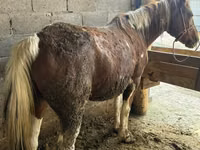 Yegua, Caballos — foto 3