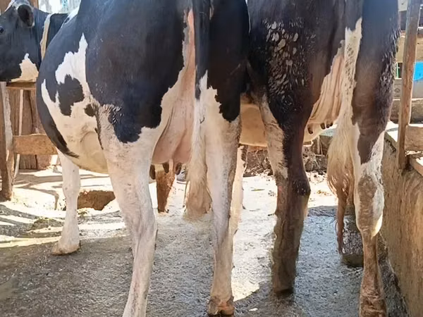 Cow, Holstein breed