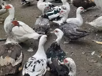 Domestic Muscovy — photo 6