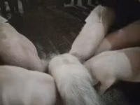 Boar, Pigs — photo 3