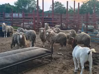 Ovejas (lote, sexo no especificado), Merino sheep — foto 4