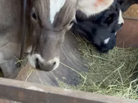 Bull, Alatau breed — photo 1