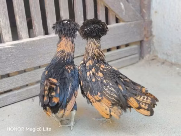 بادوفانا