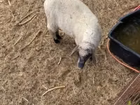 Ram, Tsigai sheep — photo 4
