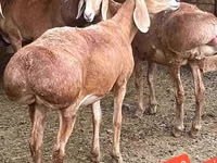 मेढ़ा, भेड़ — फ़ोटो 2