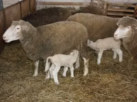 मेढ़ा, Dorset horn sheep — फ़ोटो 3