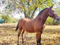 Hengst, Nonius horse — Foto 3