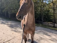 Horse (M), Palomino — photo 1