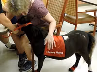 公马, Miniature horse — 照片 6