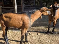 बकरा, Alpine goat — फ़ोटो 2