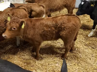 Bull, Limousin cow — photo 4