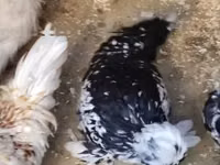 Chickens — Foto 2