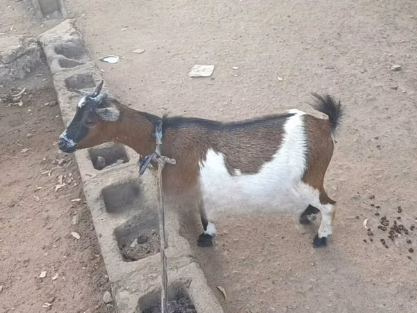 Cabra, Nubian Goat