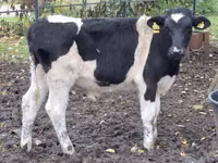 Bovinos (lote, sexo no especificado), Ganado vacuno — foto 3