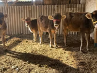 Kuh, Swiss cattle — Foto 1