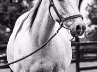 Hengst, National Show Horse — Foto 4