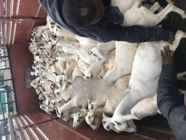 Goat, Somali goats — Kenya