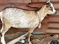 ماعز (دفعة، الجنس غير محدد), Nubian Goat — الصورة 6
