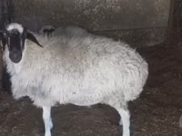 نعجة, Afghan Arabi sheep — الصورة 2