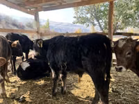 Bulle, Swiss cattle — Foto 6