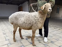 Oveja, Arashan sheep — foto 5