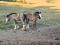 Pferde (Partie, Geschlecht nicht angegeben), Gypsy horse — Foto 2