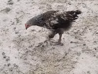Gallina checa dorada veteada — foto 2