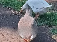 Geese — Foto 2