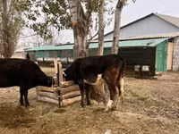 Bull, Russian Black pied cattle — photo 1