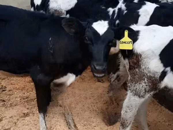 गाय, गोलस्टीन नस्ल