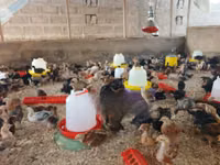 Shamo chickens — photo 2