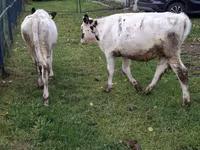 Cow, Simmental cattle — photo 5