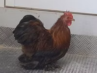 Pekin Bantam — photo 5