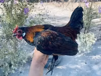 Chickens — Foto 5