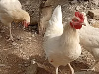 Shamo chickens — photo 2