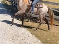 حصان, Rocky Mountain Horse — الصورة 4