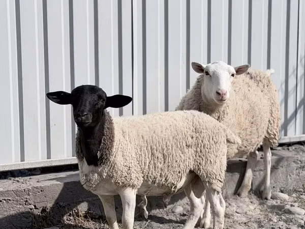 मेढ़ा, Dorper sheep