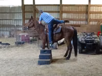 घोड़ा, Standardbred — फ़ोटो 6