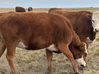 母牛, Kazakh White-headed cow — 照片 1