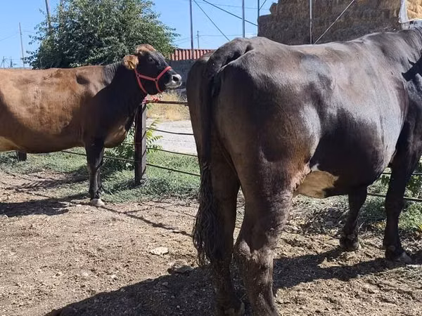 Cow, Russian Black pied cattle