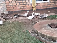 Geese — photo 2
