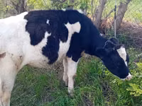 Cow, Russian Black pied cattle — photo 1