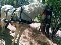 Horse (M), Horses — photo 3