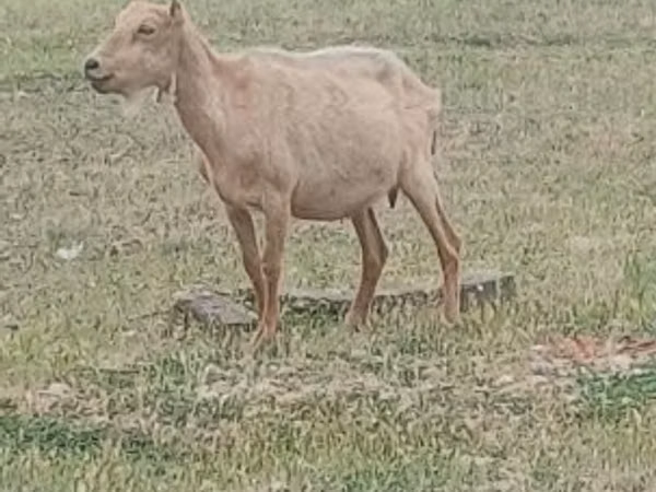 Billy Goat, Alpine goat